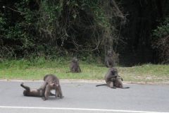 1_2026_046-Suedafrika-Garden-Route-NP