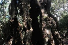 2026_063-Suedafrika-Garden-Route-NP