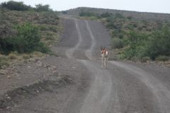 2026_082-Suedafrika-Karoo-NP