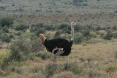 2026_085-Suedafrika-Karoo-NP