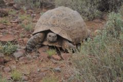 2026_087-Suedafrika-Karoo-NP
