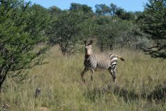 2026_121-Suedafrika-Mountain-Zebra-NP