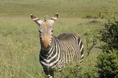 2026_135-Suedafrika-Mountain-Zebra-NP
