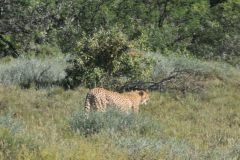 2026_144-Suedafrika-Mountain-Zebra-NP