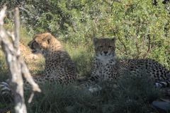 2026_146-Suedafrika-Mountain-Zebra-NP