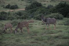 2026_155-Suedafrika-Addo-Elephant-NP