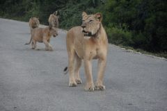 2026_158-Suedafrika-Addo-Elephant-NP