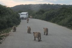 2026_161-Suedafrika-Addo-Elephant-NP