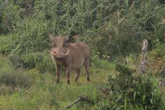 2026_178-Suedafrika-Addo-Elephant-NP