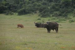 2026_180-Suedafrika-Addo-Elephant-NP