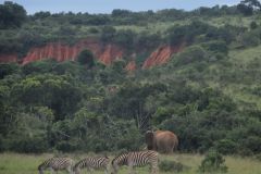 2026_182-Suedafrika-Addo-Elephant-NP
