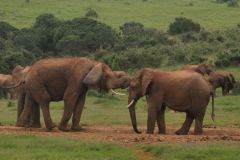 2026_196-Suedafrika-Addo-Elephant-NP