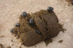 2026_197-Suedafrika-Addo-Elephant-NP