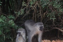 2026_216-Suedafrika-Addo-Elephant-NP