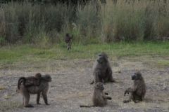 2026_244-Suedafrika-Drakensberge