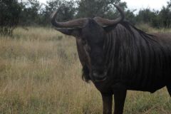 2026_273-Suedafrika-Kruger-NP