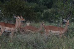 2026_276-Suedafrika-Kruger-NP