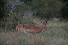 2026_277-Suedafrika-Kruger-NP
