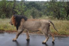 2026_282-Suedafrika-Kruger-NP