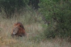 2026_286-Suedafrika-Kruger-NP