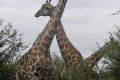 2026_293-Suedafrika-Kruger-NP