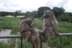 2026_301-Suedafrika-Kruger-NP