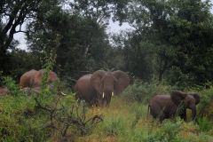 2026_306-Suedafrika-Kruger-NP