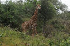 2026_316-Suedafrika-Kruger-NP