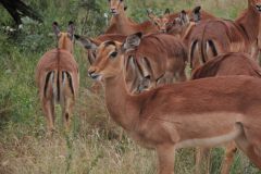2026_320-Suedafrika-Kruger-NP
