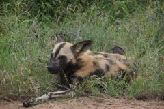 2026_327-Suedafrika-Kruger-NP