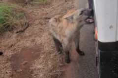 2026_330-Suedafrika-Kruger-NP