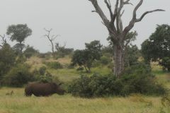 2026_331-Suedafrika-Kruger-NP