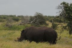 2026_334-Suedafrika-Kruger-NP