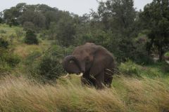 2026_338-Suedafrika-Kruger-NP