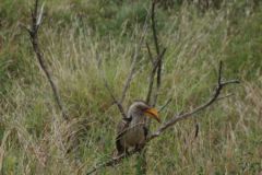 2026_344-Suedafrika-Kruger-NP