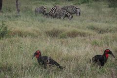 2026_347-Suedafrika-Kruger-NP
