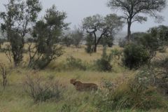 2026_354-Suedafrika-Kruger-NP