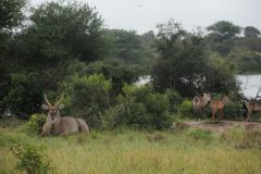 2026_368-Suedafrika-Kruger-NP